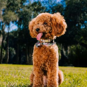 Caniche Toy Rojo 9/4/26