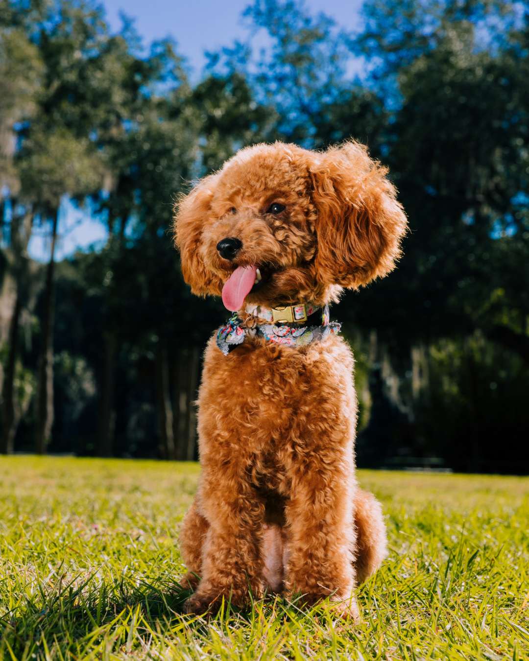 Caniche Toy Rojo 9/4/26