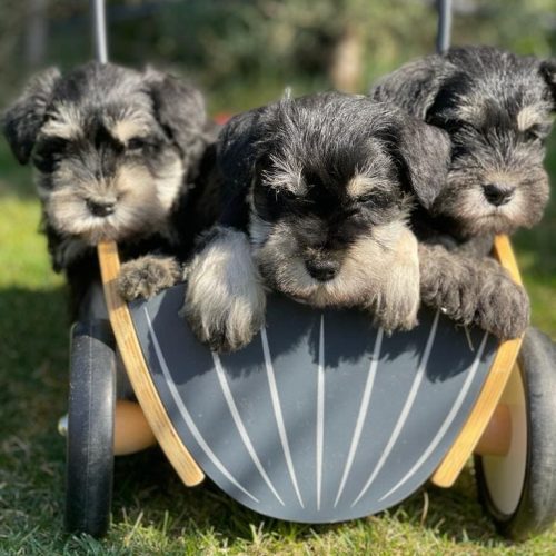 cachorros1-vertical1